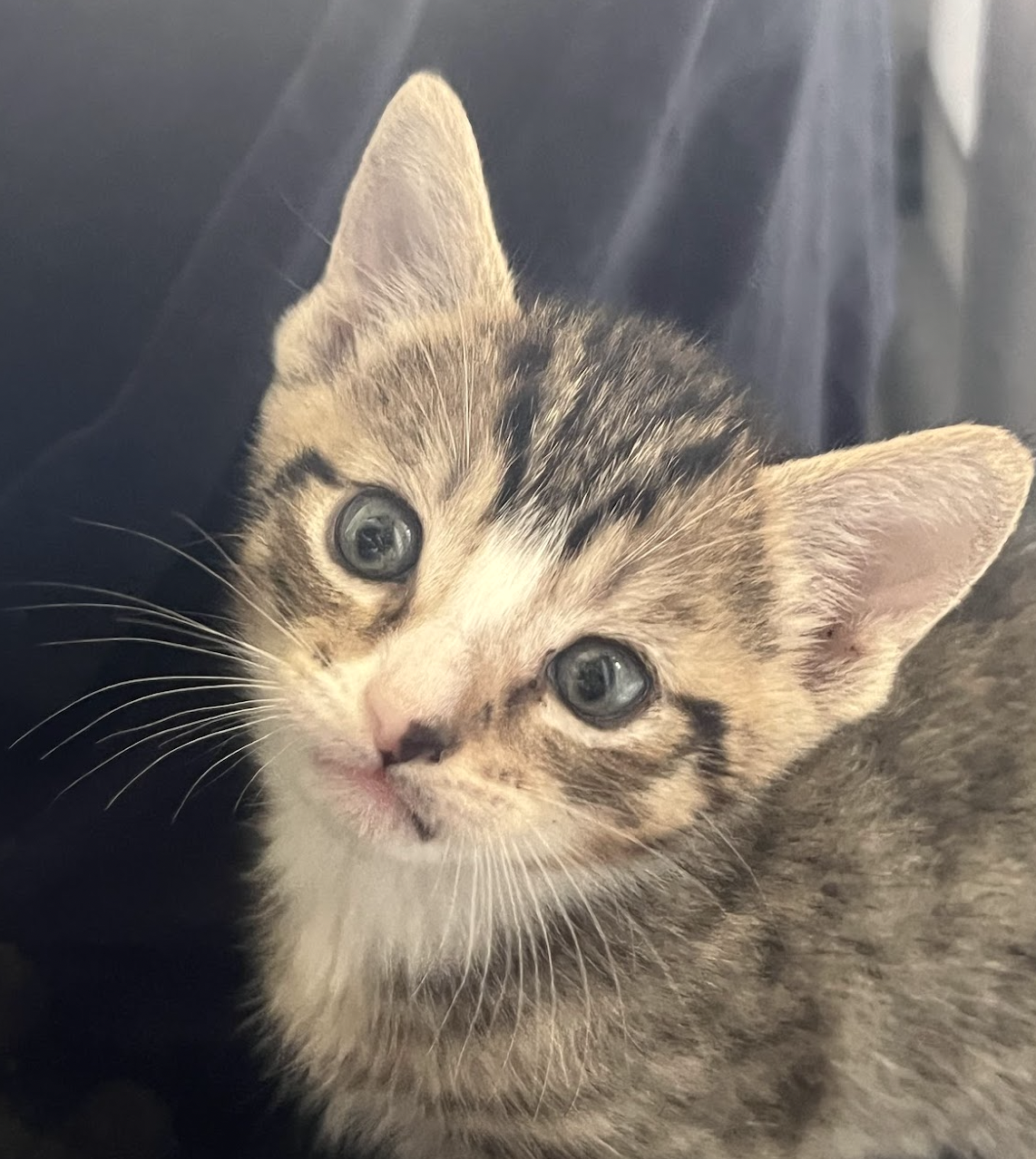 MOMMA HONEY'S LITTER: CINNAMON — Petey & Furends